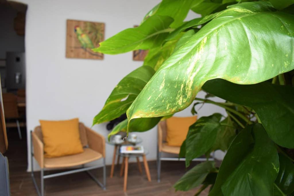La Casa Vieja Villa Arafo Ngoại thất bức ảnh